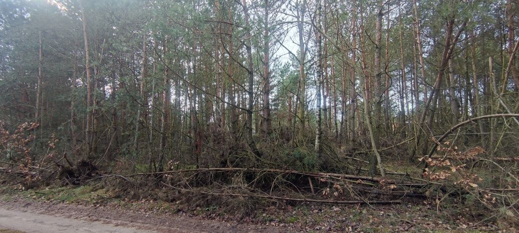 Działka rekreacyjna Siedlątków. Zdjęcie 7