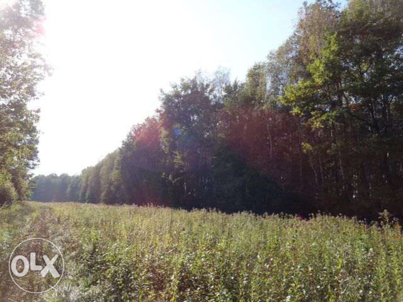 Działka leśna Nowy Prażmów, ul. Leśna. Zdjęcie 4