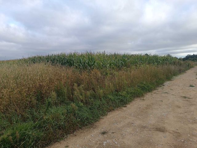 Działka budowlana Skałka. Zdjęcie 1