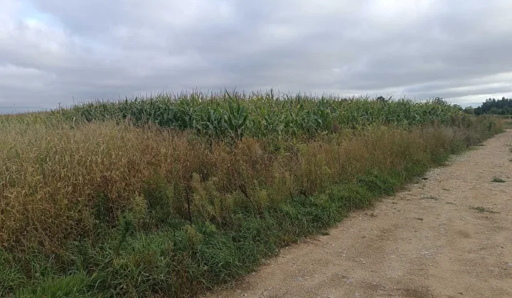 Działka budowlana Skałka