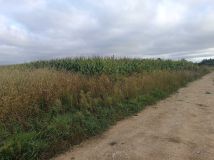 Działka budowlana Skałka