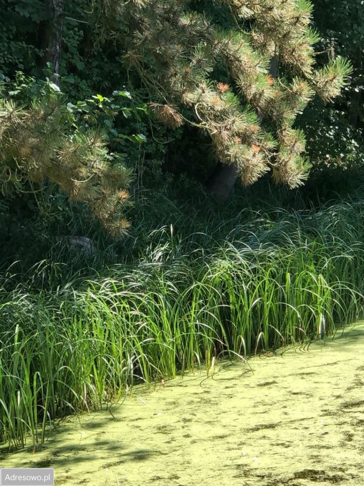 Działka budowlana Grodzisk Mazowiecki, ul. Willowa. Zdjęcie 3