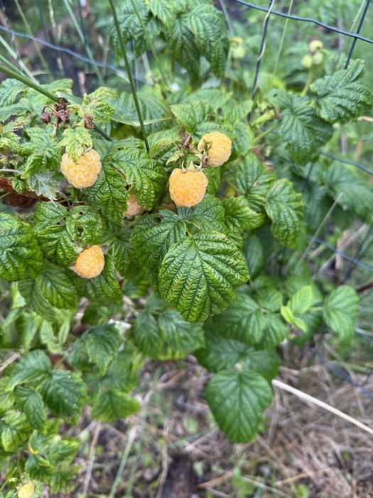 Działka rod Gdańsk Nowy Port. Zdjęcie 7