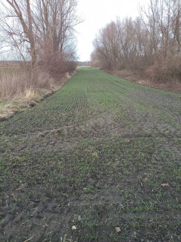 Działka rolna Siostrzytów. Zdjęcie 1