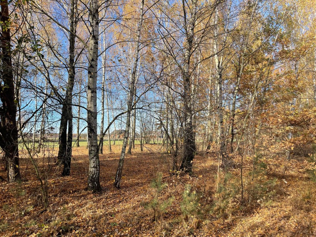 Działka budowlana Iwowe. Zdjęcie 10