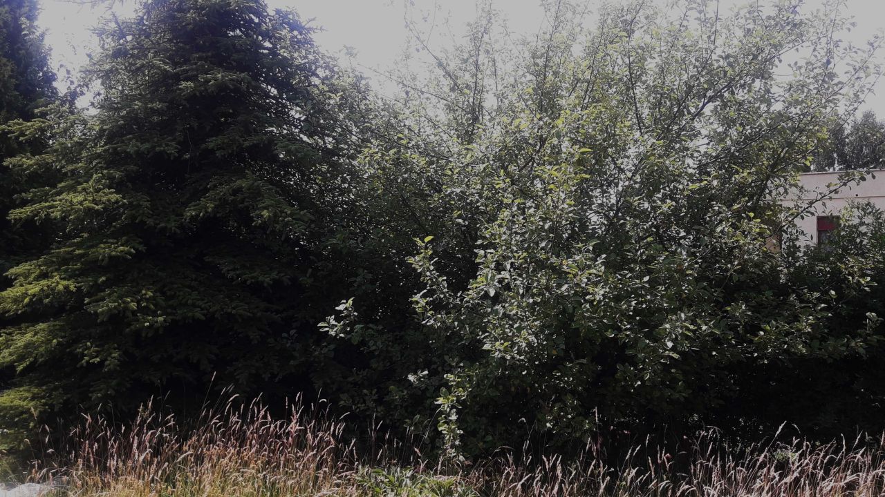 Działka rod Rębiechowo. Zdjęcie 8