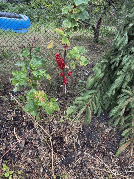 Działka rod Gdańsk Nowy Port. Zdjęcie 4
