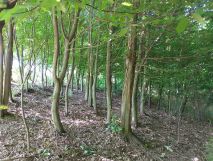 Działka rolna Wieprz. Zdjęcie 1