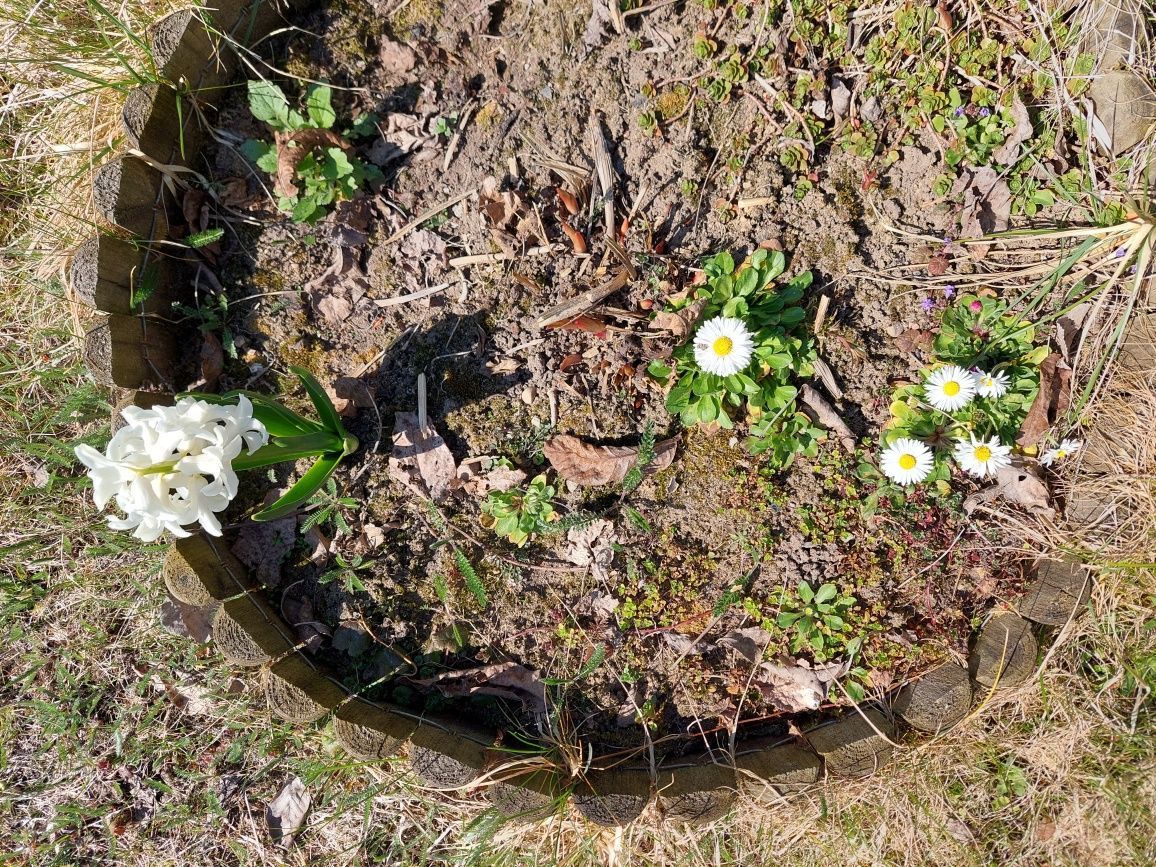 Działka rod Olsztyn. Zdjęcie 4