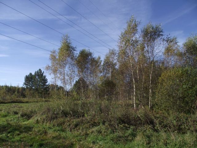 Działka siedliskowa Radomia Orzewo. Zdjęcie 2