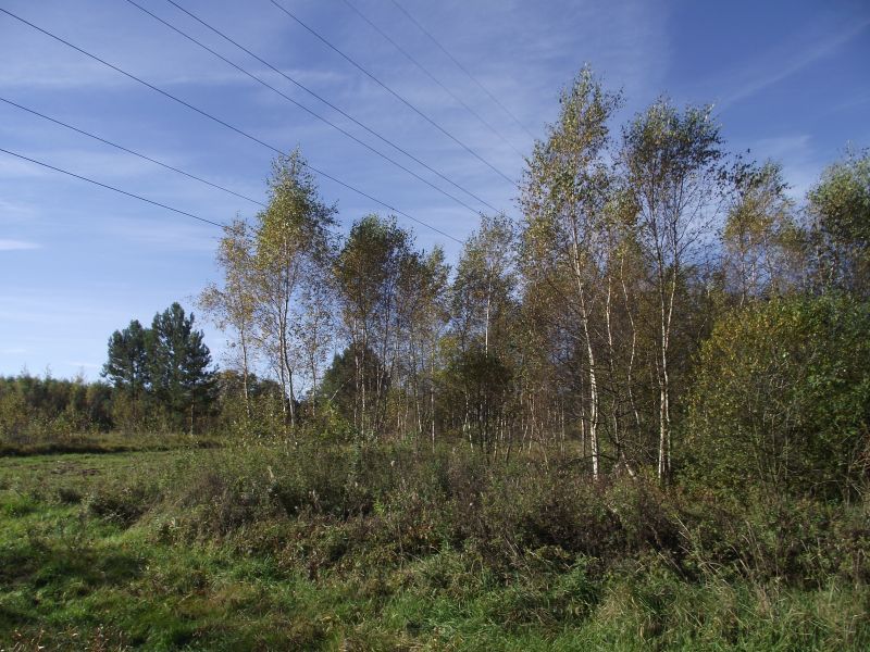 Działka siedliskowa Radomia Orzewo. Zdjęcie 2