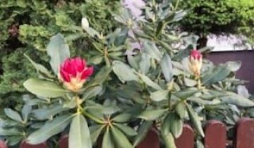 Działka rod Jagodowo osada leśna