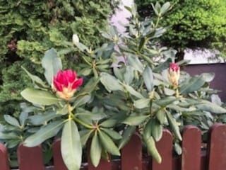 Działka rod Jagodowo osada leśna. Zdjęcie 2