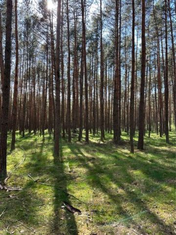Działka leśna Łapinóż-Rumunki. Zdjęcie 1