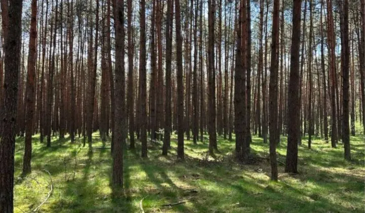 Działka leśna Łapinóż-Rumunki