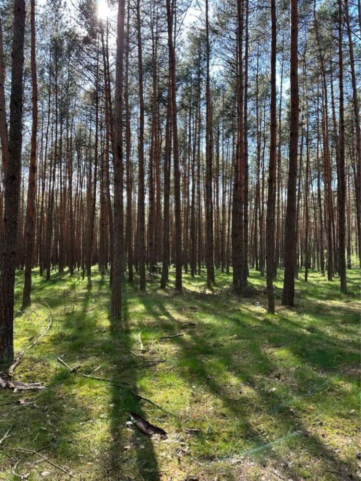 Działka leśna Łapinóż-Rumunki. Zdjęcie 1