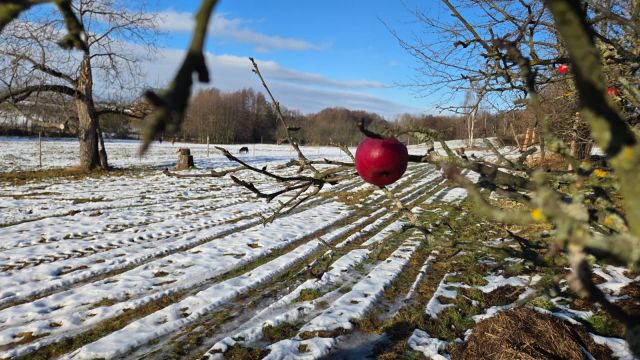 Działka siedliskowa Sady. Zdjęcie 8