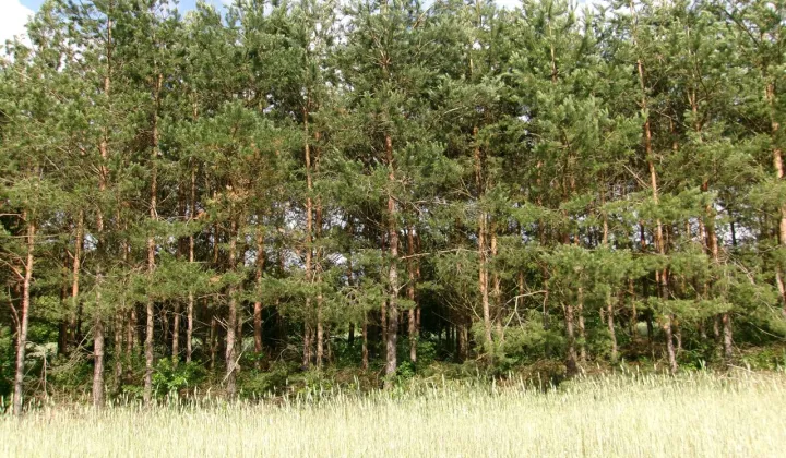 Działka leśna Rydzewo