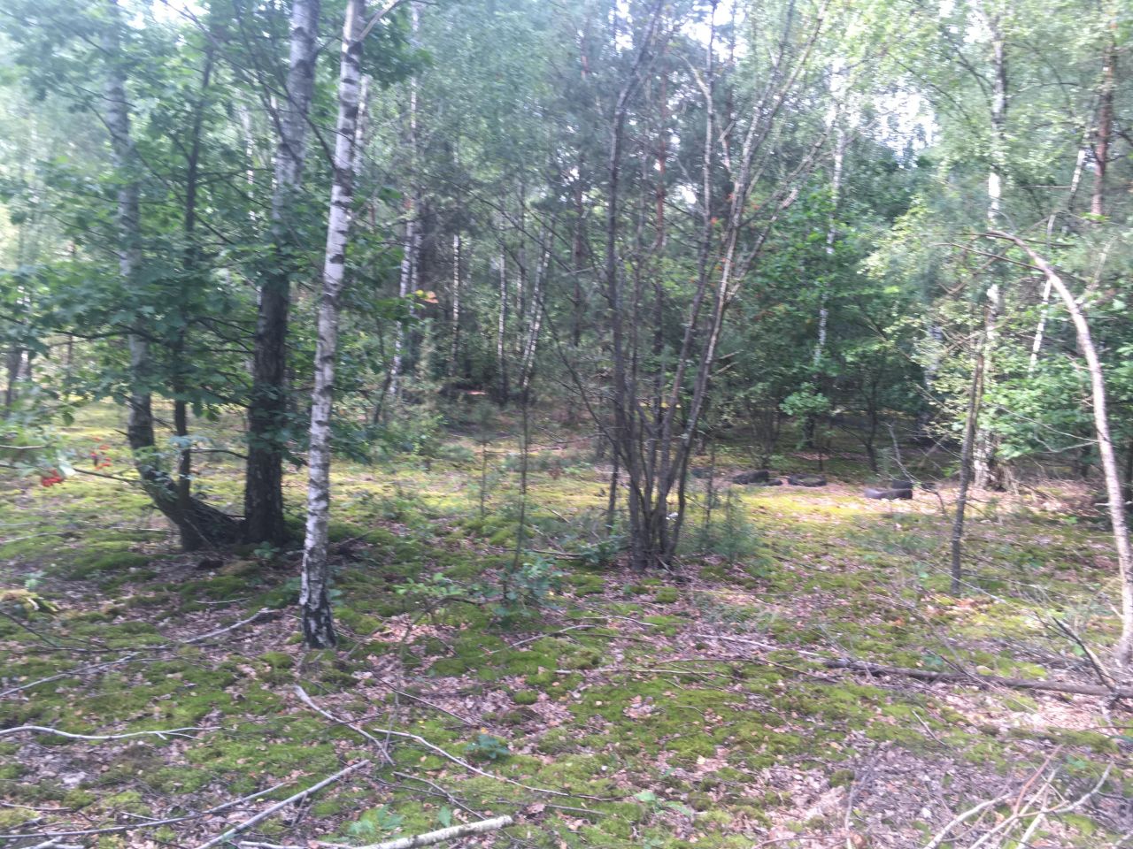 Działka leśna Krysk. Zdjęcie 3