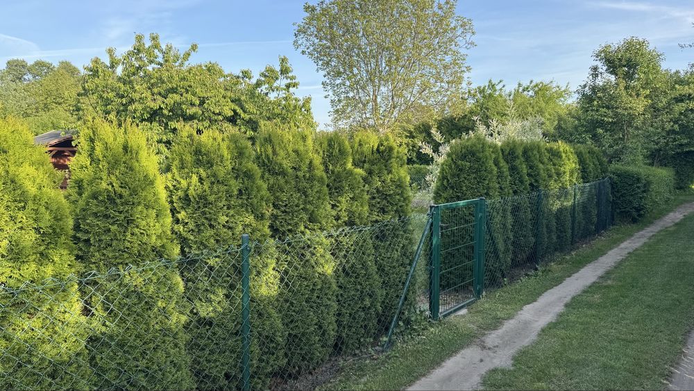 Działka rod Brzeg Dolny. Zdjęcie 6