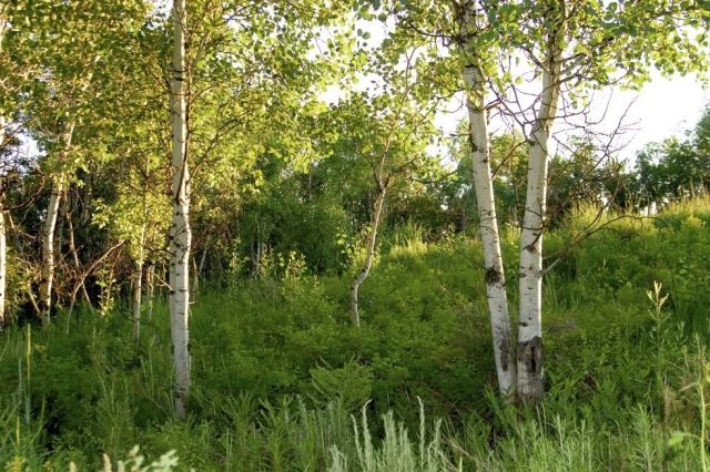 Działka rolna Lubenia Okop. Zdjęcie 1