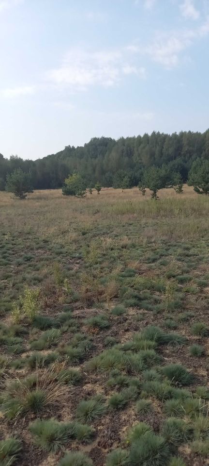 Działka budowlana Łysobyki. Zdjęcie 4