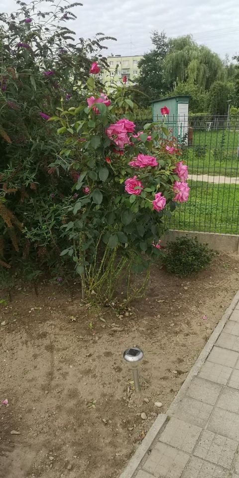 Działka rekreacyjna Wawrów. Zdjęcie 12