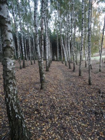 Działka leśna Służewo-Pole. Zdjęcie 1