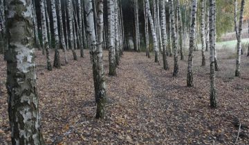 Działka leśna Służewo-Pole