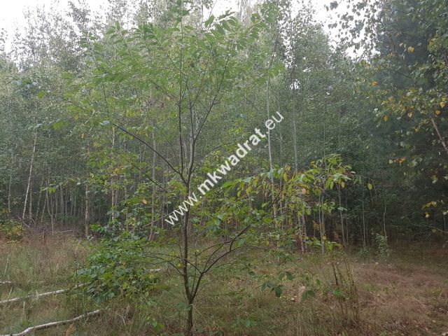 Działka budowlana Nowe Budy. Zdjęcie 3