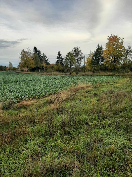 Działka rolno-budowlana Nowogródek Pomorski