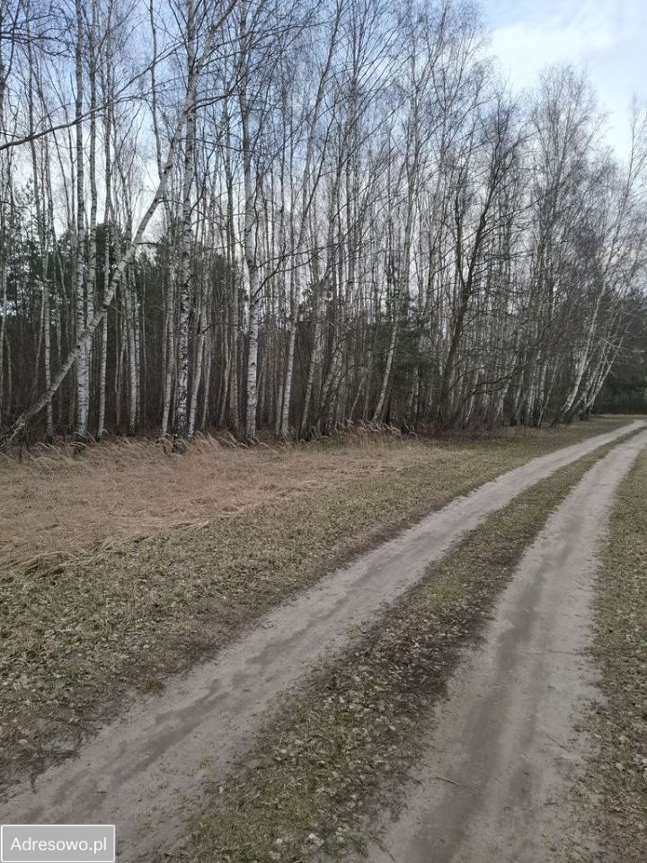 Działka leśna Zborów. Zdjęcie 4