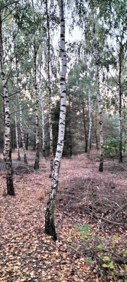 Działka leśna Rumoka. Zdjęcie 3
