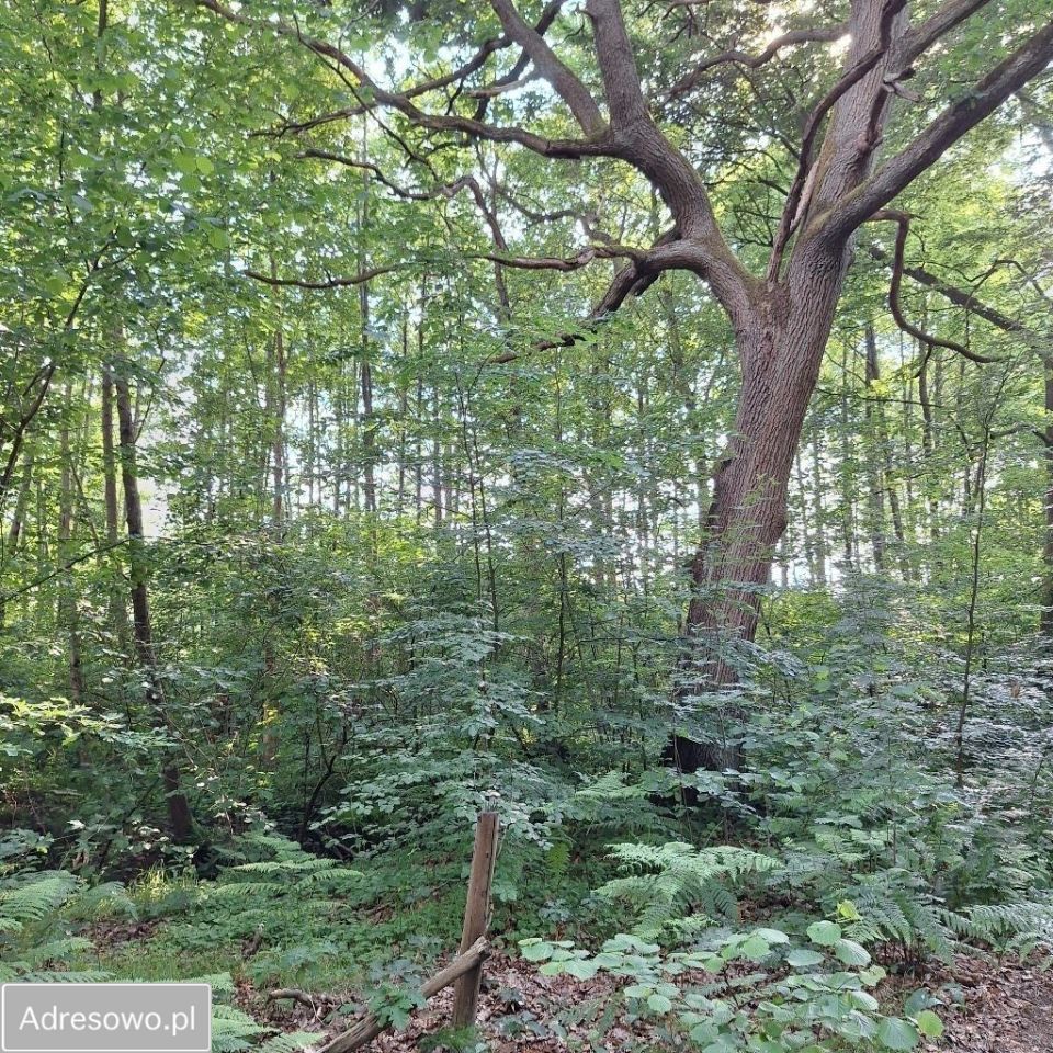 Działka rolna Sasino. Zdjęcie 4