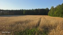 Działka budowlana Skórka. Zdjęcie 3