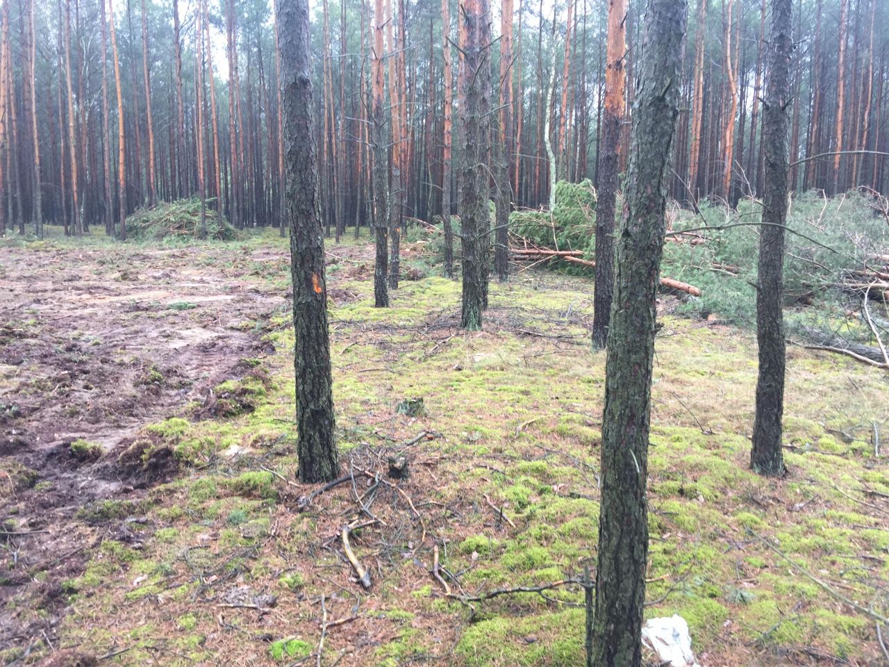 Działka budowlana Zielonka, ul. Koperkowa. Zdjęcie 8