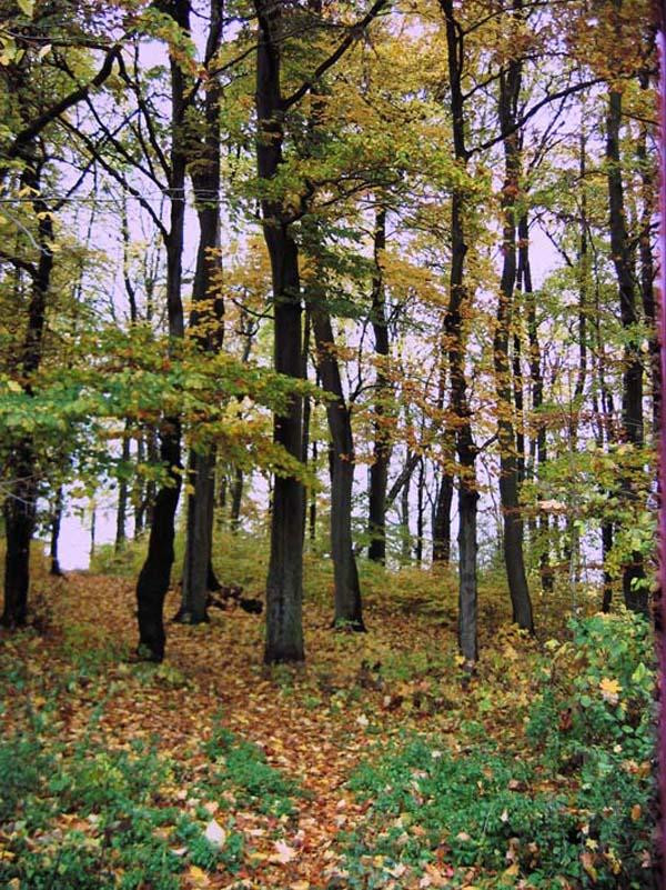 Działka budowlana Lublewo Gdańskie. Zdjęcie 4