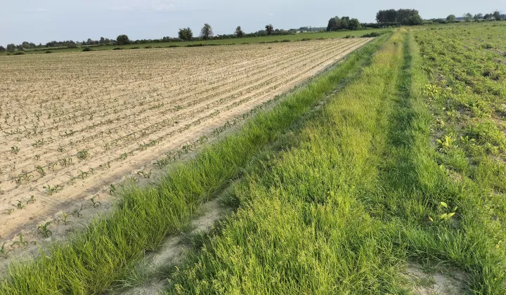 Działka rolna Wola Miedniewska