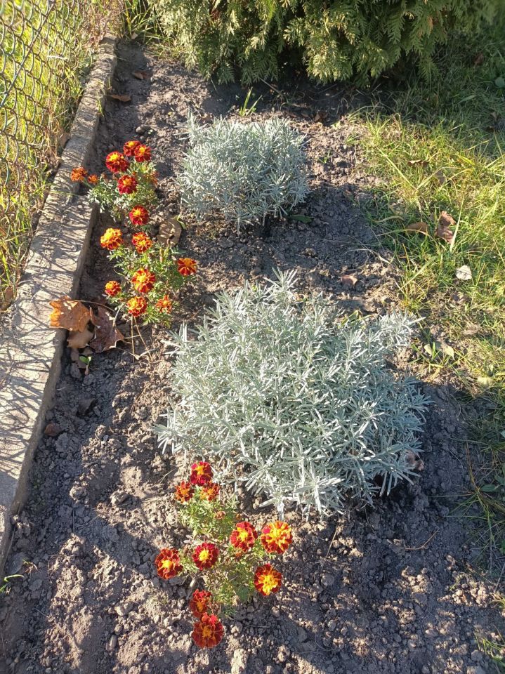 Działka rod Wrocław Fabryczna, ul. Bystrzycka. Zdjęcie 4