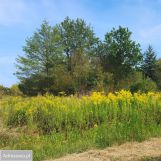 Działka budowlana Izabelin-Dziekanówek. Zdjęcie 1