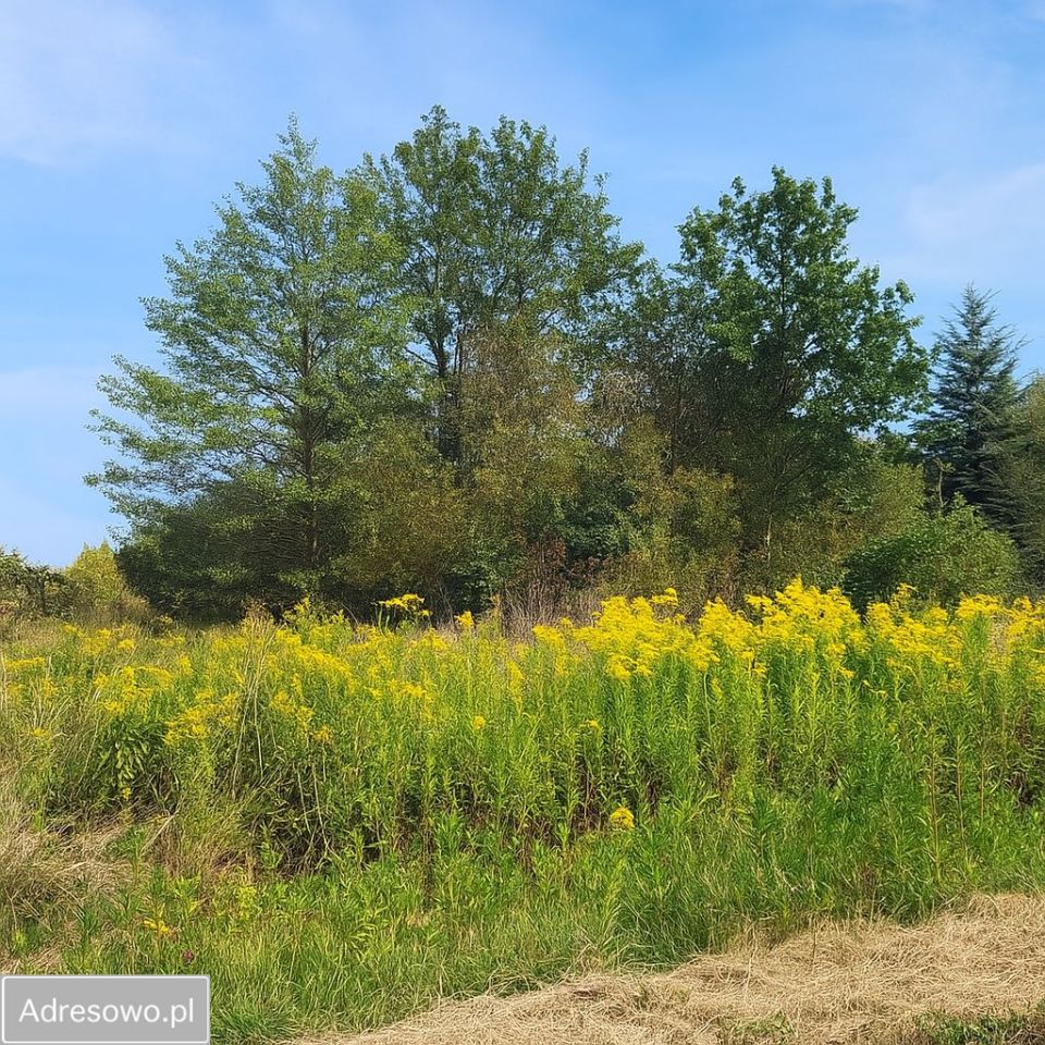 Działka budowlana Izabelin-Dziekanówek. Zdjęcie 2