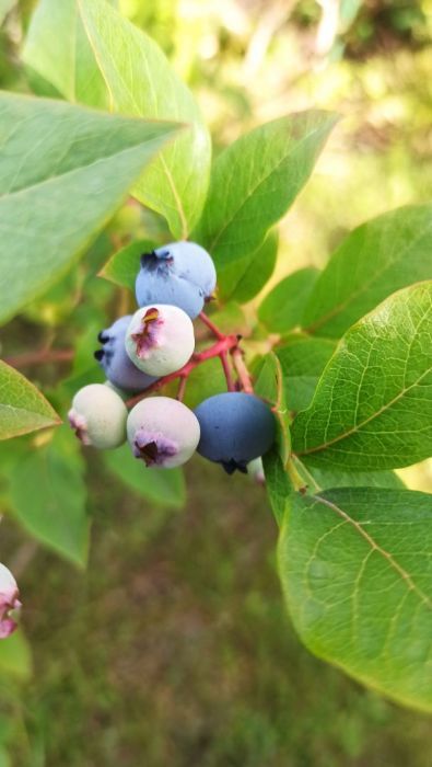 Działka rod Gdańsk Przymorze. Zdjęcie 13