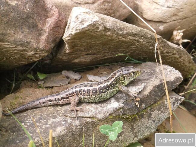 Działka leśna Polana. Zdjęcie 6