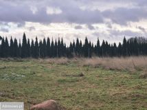 Działka budowlana Charzyno. Zdjęcie 2