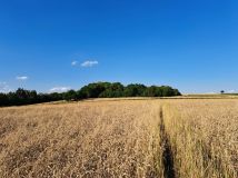 Działka rolna Antoniówka. Zdjęcie 3