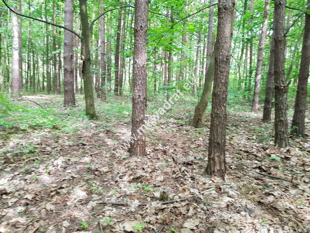 Działka budowlana Grzymek. Zdjęcie 1