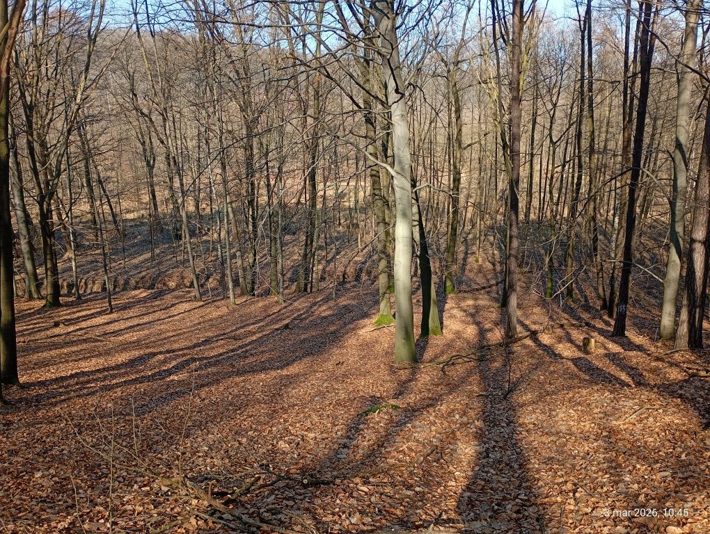 Działka leśna Marklowice. Zdjęcie 5