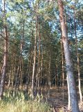 Działka leśna Majdan Sobolewski. Zdjęcie 1