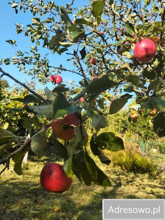 Działka rod Wrocław Tarnogaj, ul. Wiaduktowa. Zdjęcie 9