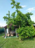 Działka rod Knurów Szczygłowice. Zdjęcie 1